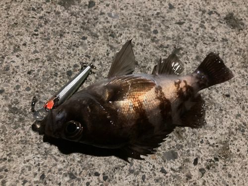 メバルの釣果