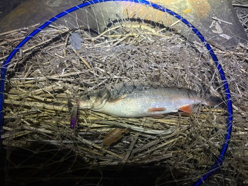 マルタウグイの釣果