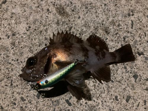 メバルの釣果