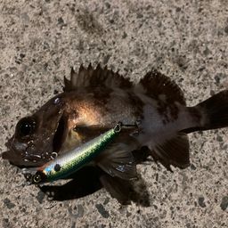 メバル