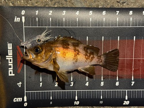 メバルの釣果