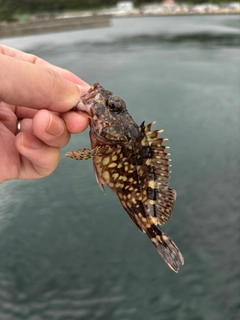 アラカブの釣果