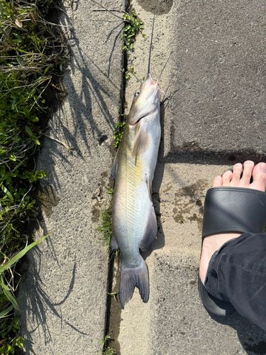 アメリカナマズの釣果
