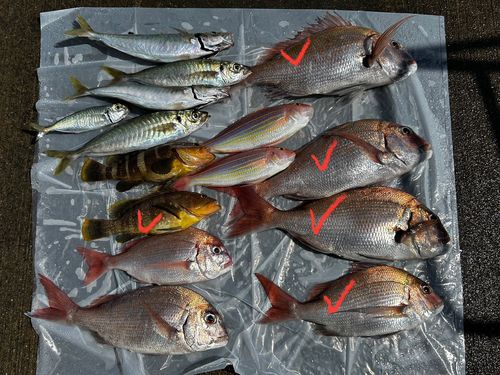 マダイの釣果