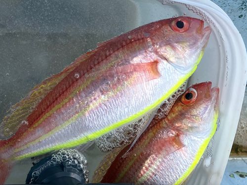 イトヨリダイの釣果