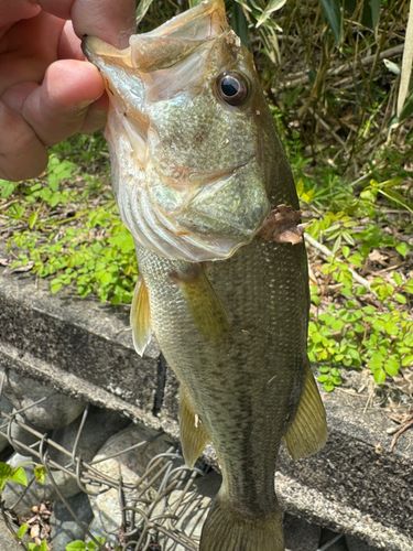 ラージマウスバスの釣果