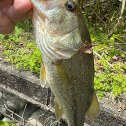 ラージマウスバス