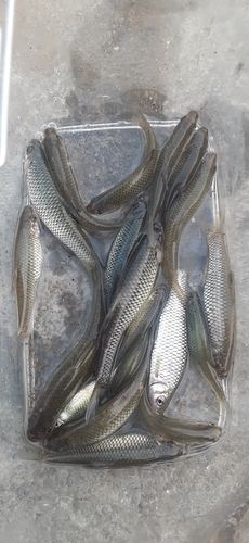 クチボソの釣果