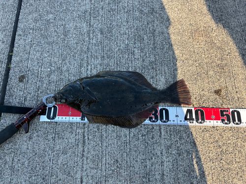 カレイの釣果