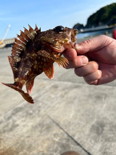 カサゴの釣果