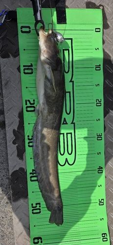 ニホンナマズの釣果