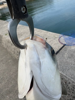 ボラの釣果