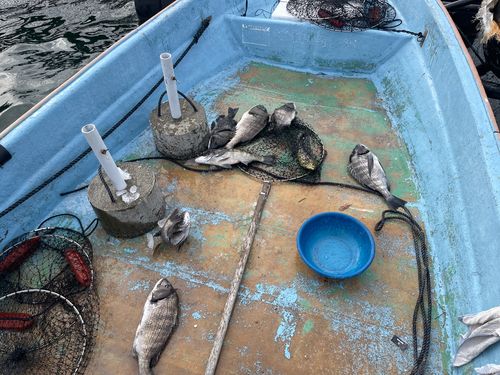 クロダイの釣果
