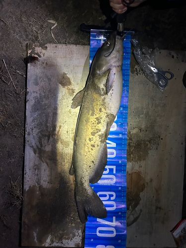 アメリカナマズの釣果