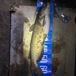 アメリカナマズ