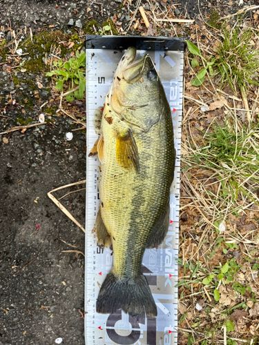 ラージマウスバスの釣果