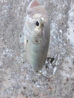 メッキの釣果