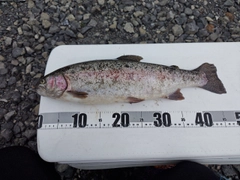 ニジマスの釣果