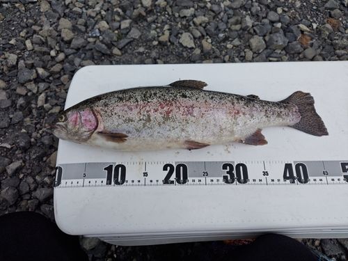 ニジマスの釣果