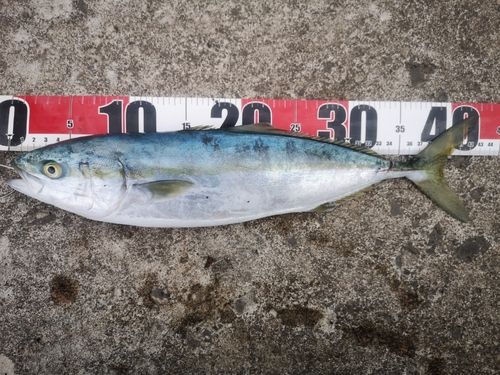イナダの釣果