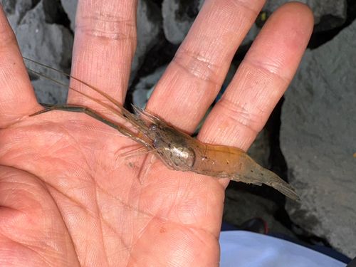 テナガエビの釣果