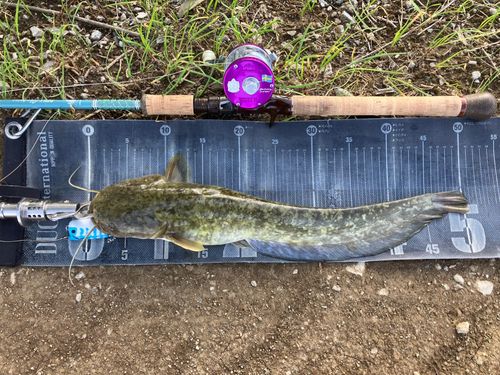 ナマズの釣果