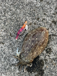 コウイカの釣果