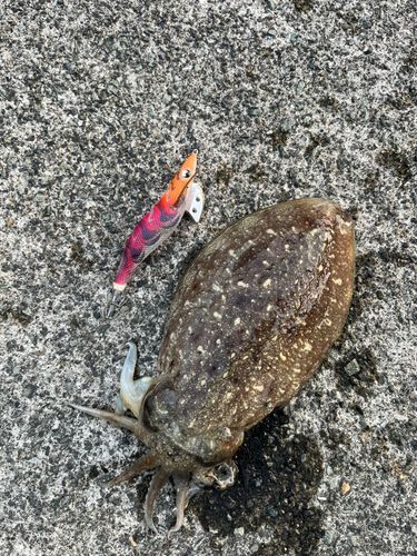 コウイカの釣果