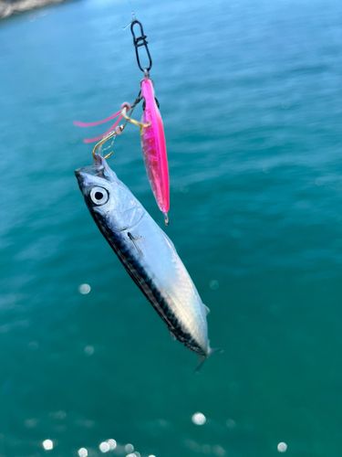 サバの釣果