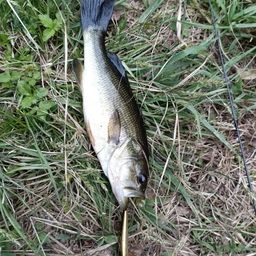 ラージマウスバス