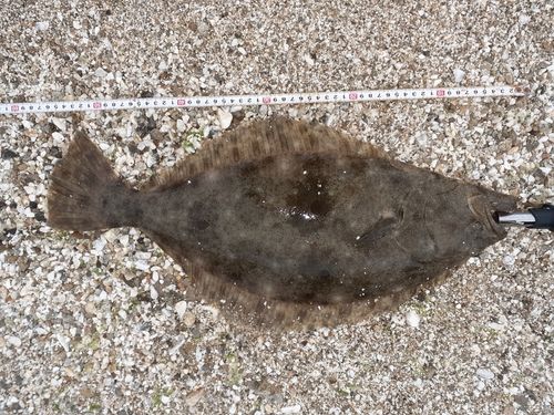 ヒラメの釣果