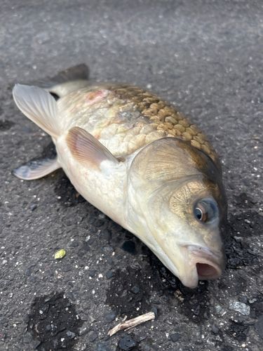 フナの釣果