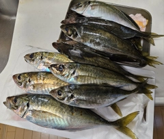アジの釣果