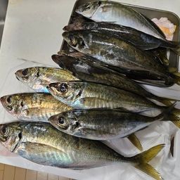アジ