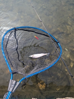 ニジマスの釣果