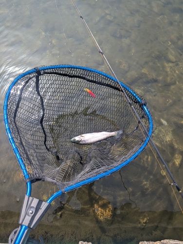 ニジマスの釣果