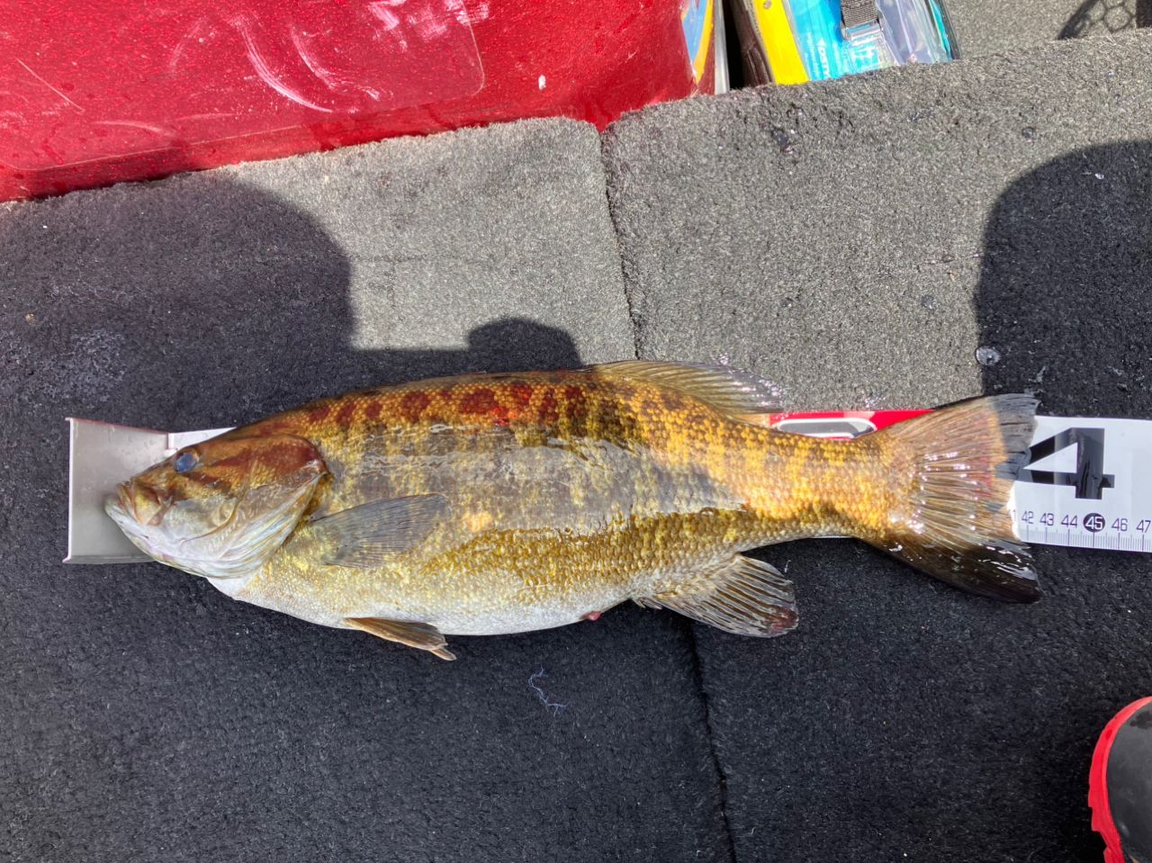 スモールマウスバス