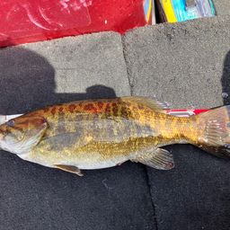 スモールマウスバス