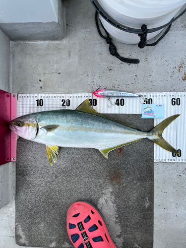 ヒラマサの釣果