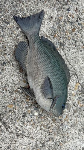 クロの釣果