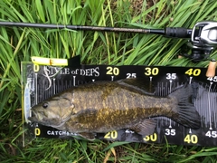 スモールマウスバスの釣果