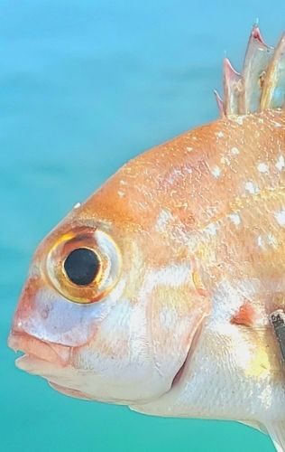 タイの釣果