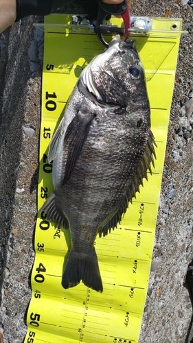 クロダイの釣果