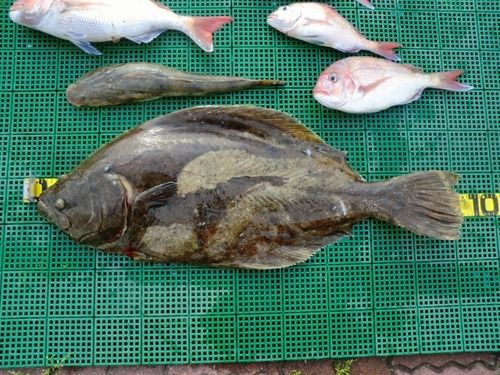 ヒラメの釣果