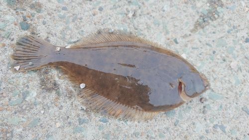 カレイの釣果