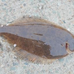 カレイ