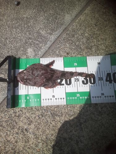 ギスカジカの釣果