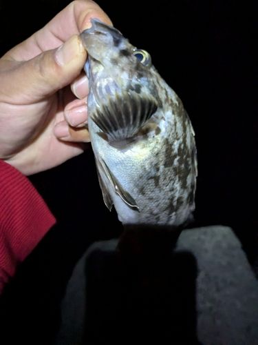 アブラコの釣果