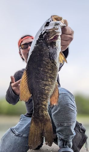 スモールマウスバスの釣果