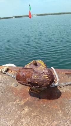 クサフグの釣果